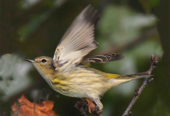 Cape May Warbler at Ridge Junction by Alan Lenk